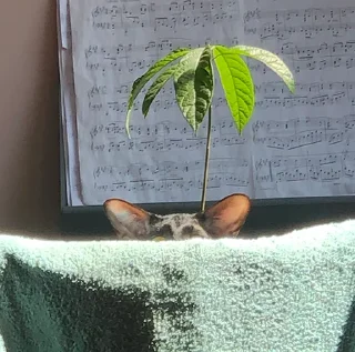 😶