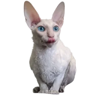 😛
