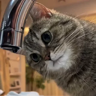 🐈‍⬛️