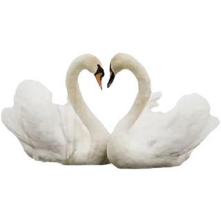 🦢