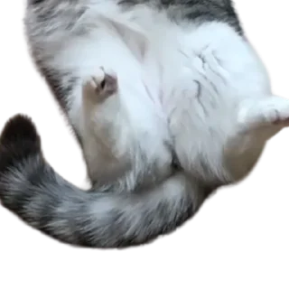 😺