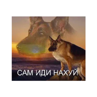 🐺