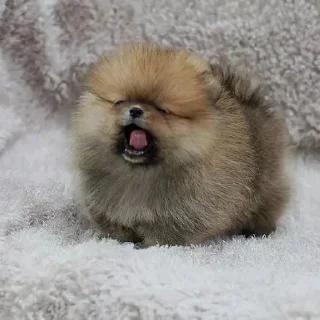 🐶