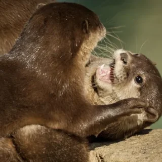 🤬