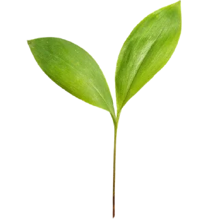 🌱