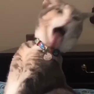 🐈