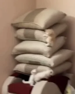 🐈
