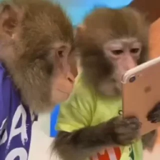 🐒