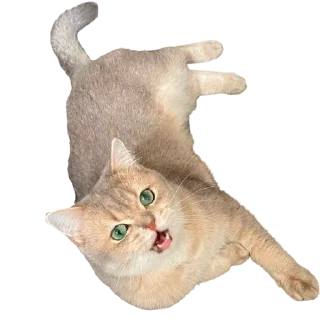 😾