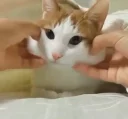 😸