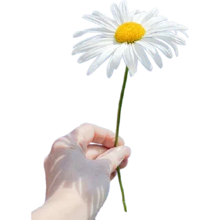 🌼