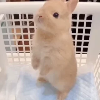 🤩
