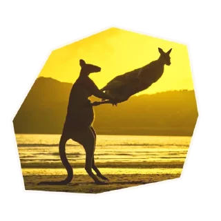 🦘