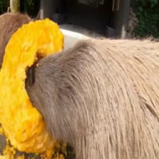 🦫