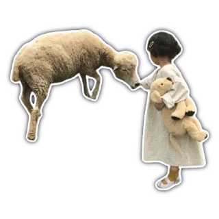 🐑