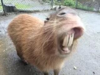 😁