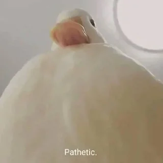 🐥