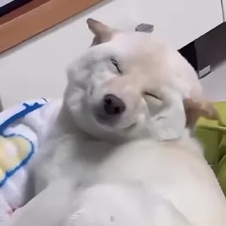 🐾