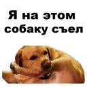 🐕