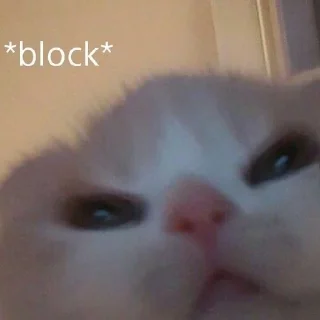 🐱