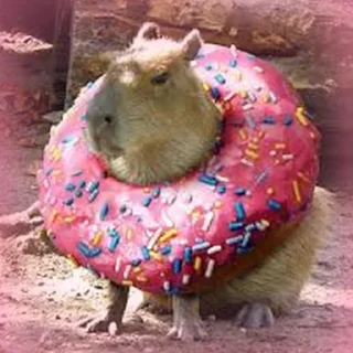 🍩