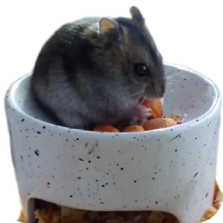 🍲
