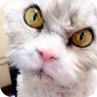 😾