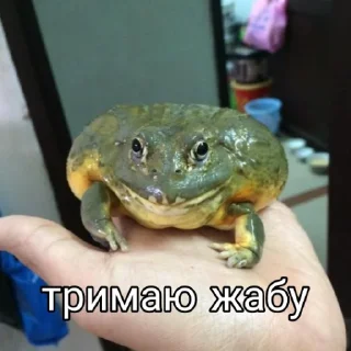 🐸