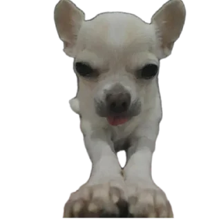 🐶