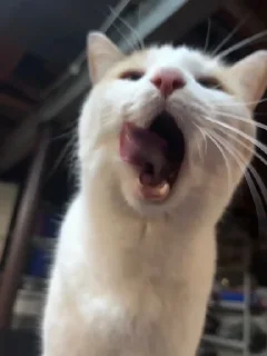 😛