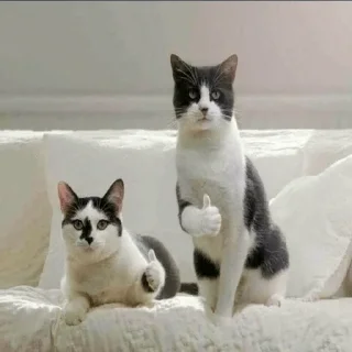 👍