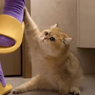 🐈‍⬛️