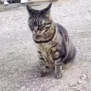 🐈