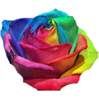 🌹
