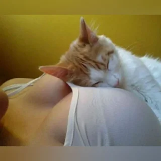 🐈
