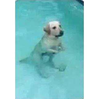 🦘