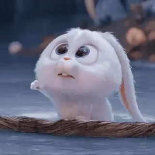 🐰