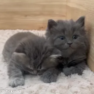 😝
