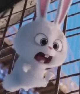 🐰