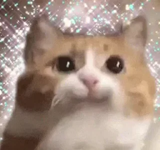 🐱