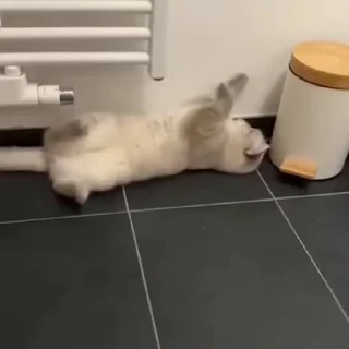🐈‍⬛️