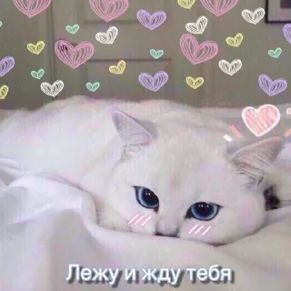 😿