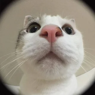 👽