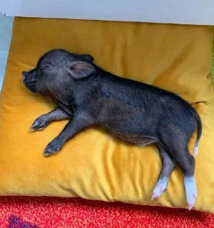 😴