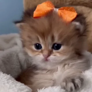 🐱