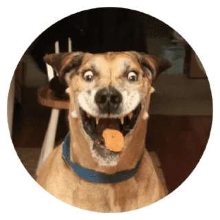 🐶
