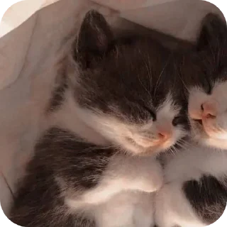 🐱