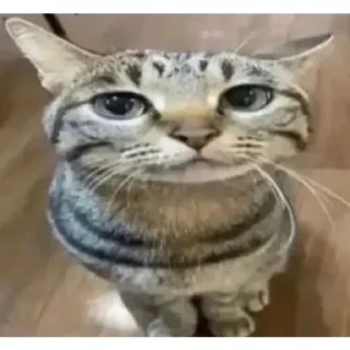 😵‍💫
