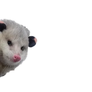 Opossum Coming @stickersb2b