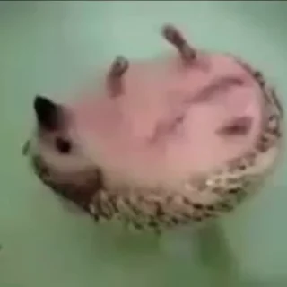 🦔